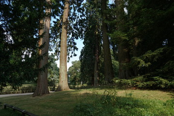 Fototapeta premium trees