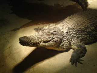 Aligatore