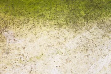 Moss Gradient Texture