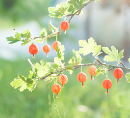 Branch of red gooseberrys in the garden