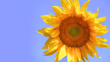 flower of a sunflower close-up. on a sky background