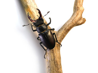 stag beetle (Lucanus cervus) on a branch. on a white background.