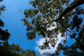 Morro do Rato - RJ