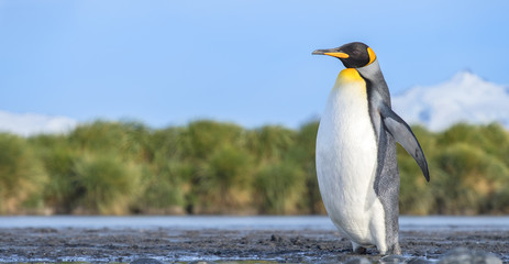 King Penguin, Salisbury Plain, South Georgia Island, Antarctic