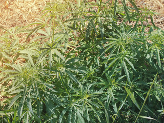 wild cannabis in the natural environment.