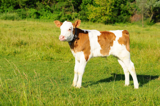 spotted calf