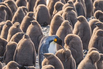 Adult King Penguin and Chicks, South Georgia Island, Antarctic © Guy Bryant