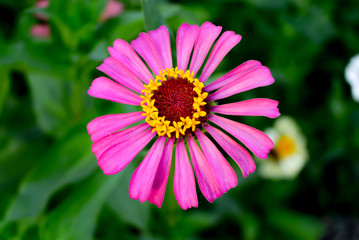 Obraz premium colorful flower in the garden 