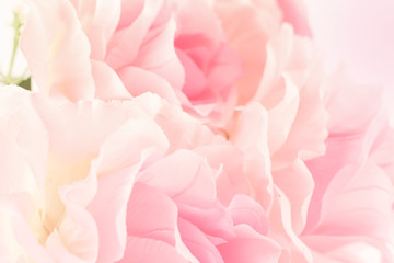 Sweet color roses in soft style for background