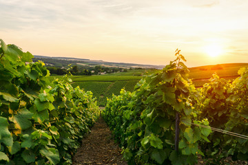 Row vine grape in champagne vineyards at sunset background, Reims, France - obrazy, fototapety, plakaty