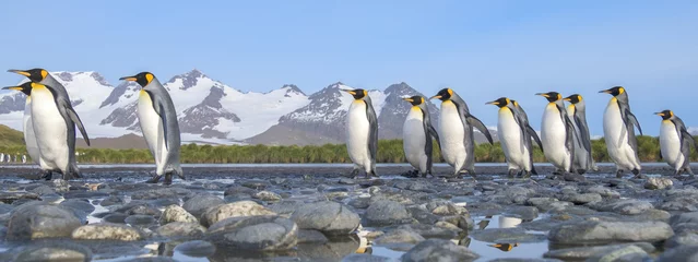 Gordijnen King Penguins, Salisbury Plain, South Georgia Island, Antarctic © Guy Bryant