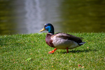 Beautiful duck walks along the grass near the pond. Birds