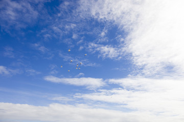 Seaguls Migrating Flight