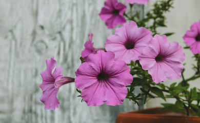 petunia blossoming with pink flowers