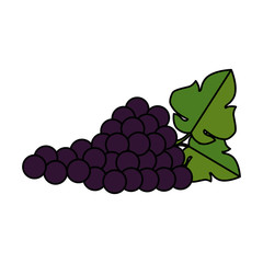 grapes cluster isolated icon