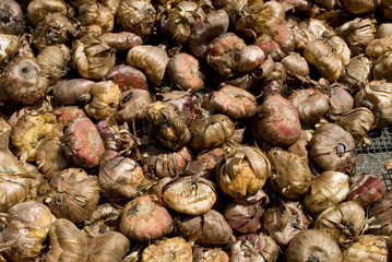 basket full of many tulip bulbs, brown, ready to be planted in the ground in garden during spring, sun, market, italy