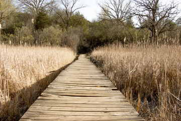 Fototapeta premium Wetlands Boardwalk Cattails