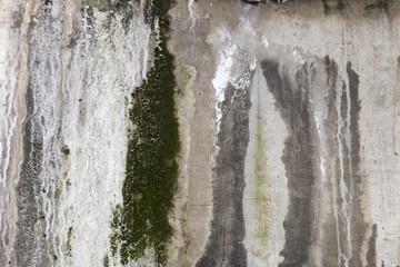 Weeds & Moss Growing