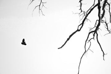 Bird in Flight to Branch