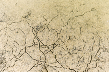 Snail Moving Below Water