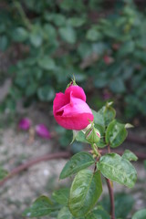 Rosa Baronne De Rothschild 