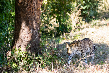 Leopard resting in the shadow