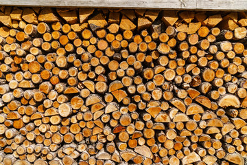 Wall of woodpile in forest.