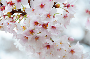 Sakura, a beautiful Japanese cherry blossom blooms in April. Bright pink flower with paper-thin petals and yellow pollen receives droplets of rain.