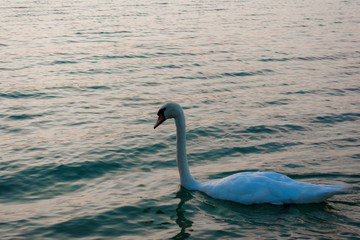 Fototapeta premium the lake swan with white swans in a sunny weather, Balaton, Hungary
