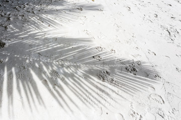 ombre de palmes sur plage de sable blanc aux Seychelles 
