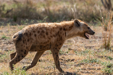 Hunting spotted hyena