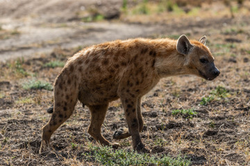 Hunting spotted hyena