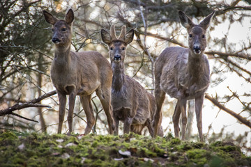 Family of deers in a forest 