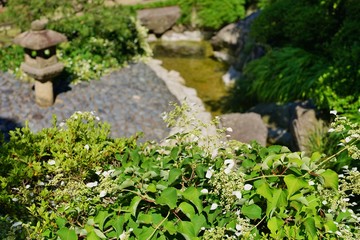 イワガラミ咲く庭園