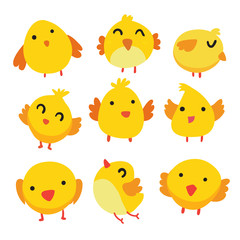chick vector collection design