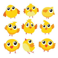 chick vector collection design