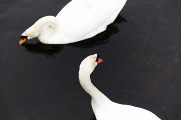 Swan Swimming In A Lake