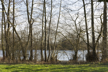 Obraz premium Lakeside Trees View