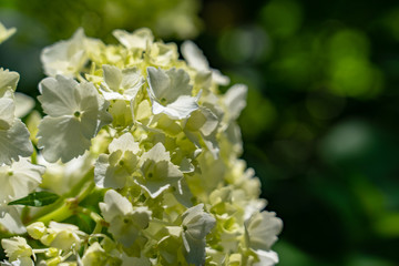 a white hydrangea 白紫陽花