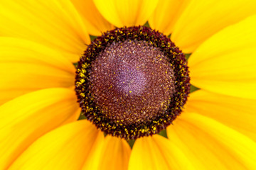 Obraz premium Yellow flower macro sunny day