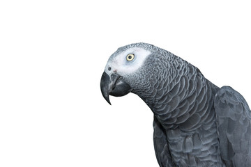 Closeup African Grey parrot  isolated on white background