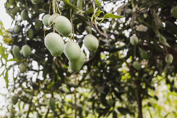 Close up of fresh organic mango fruits on tree in the Himalayas