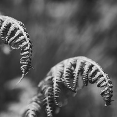 Black and white ferns artistic