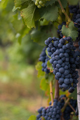 Obraz premium Weinrebe an der Pflanze