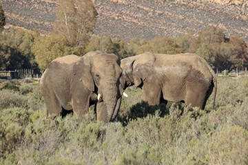 African Elephants