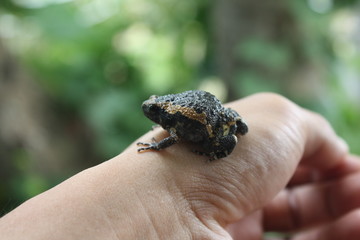 bullfrog on hand background nature,frog in garden