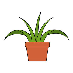 house plant in pot vector illustration design