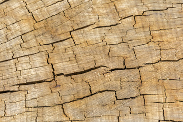 Cracked Wood Texture