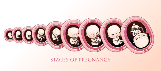 Human fetus inside the womb 1 to 9 months.Vector illustrations