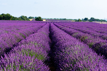 Fototapeta premium Pole lawendy
